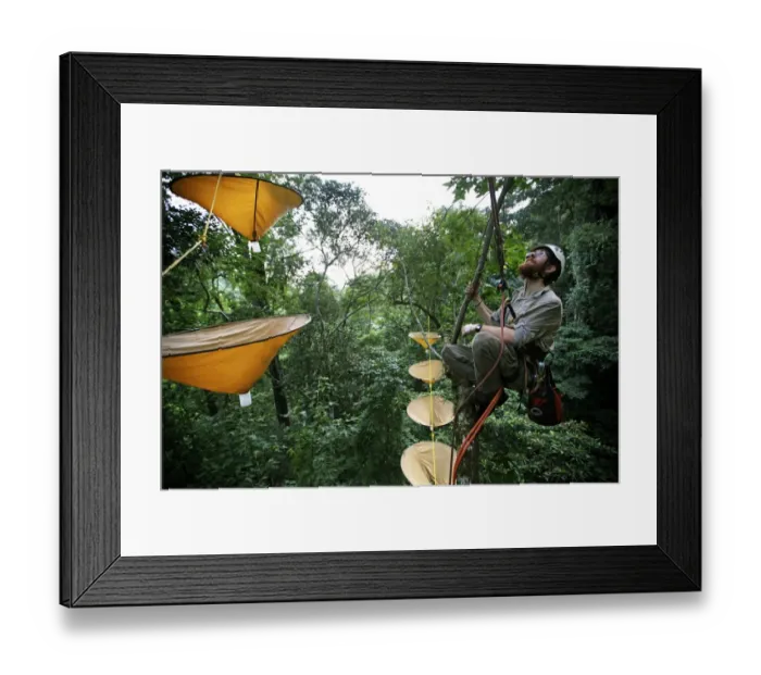 Framed Print : Entemologist with insect traps in treetops of cloudforest, Cusuco N. P. Sierra del Merendon, Honduras, July Framed Print : Entemologist with insect traps in treetops of cloudforest, Cusuco N. P. Sierra del Merendon, Honduras, July