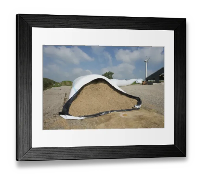 Framed Print : Whole-crop wheat in ag-bags on farm, with wind turbine in background, Yorkshire, England, September Framed Print : Whole-crop wheat in ag-bags on farm, with wind turbine in background, Yorkshire, England, September
