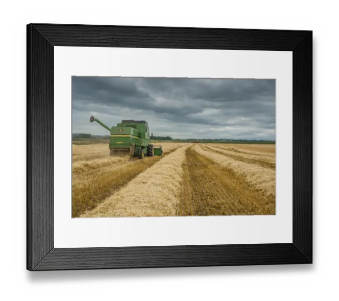 Framed Print : Barley (Hordeum vulgare) crop, John Deere combine harvester finishing harvesting field under cloudy sky, Pilling Framed Print : Barley (Hordeum vulgare) crop, John Deere combine harvester finishing harvesting field under cloudy sky, Pilling