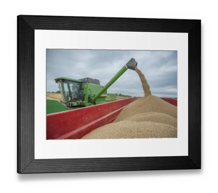 Framed Print : Barley (Hordeum vulgare) crop, John Deere combine harvester unloading harvested grain into trailer under cloudy sky Framed Print : Barley (Hordeum vulgare) crop, John Deere combine harvester unloading harvested grain into trailer under cloudy sky