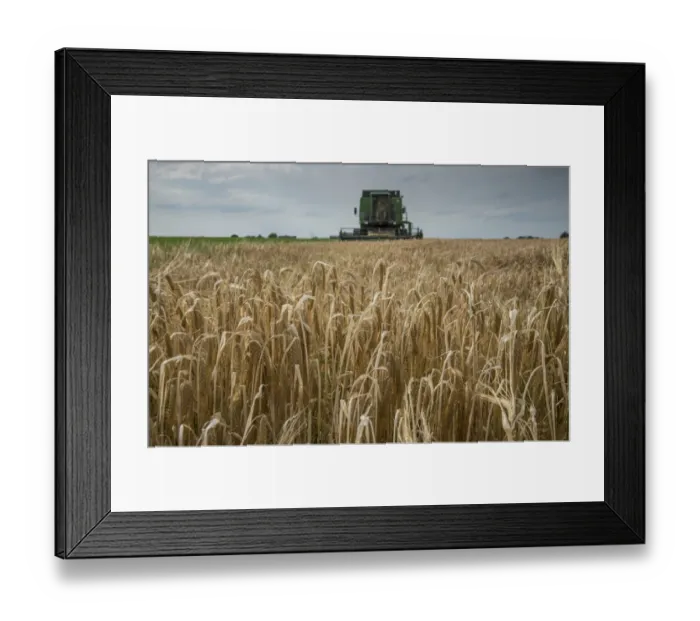Framed Print : Barley (Hordeum vulgare) crop, ripe seedheads in field, with John Deere combine harvester harvesting in background Framed Print : Barley (Hordeum vulgare) crop, ripe seedheads in field, with John Deere combine harvester harvesting in background