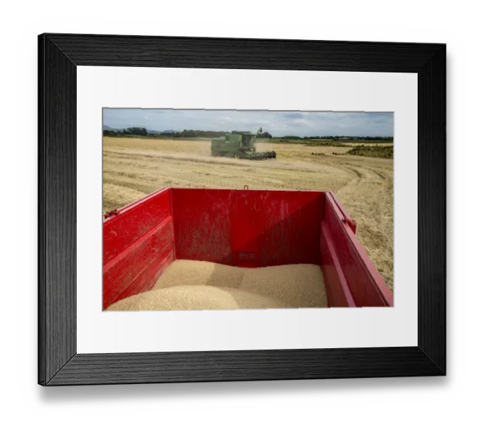 Framed Print : Barley (Hordeum vulgare) crop, harvested grain in trailer, with John Deere combine harvester finishing field in Framed Print : Barley (Hordeum vulgare) crop, harvested grain in trailer, with John Deere combine harvester finishing field in