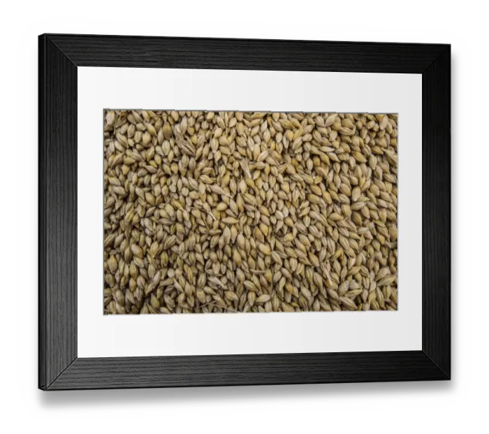 Framed Print : Barley (Hordeum vulgare) crop, close-up of harvested grain, Pilling, Preston, Lancashire, England, August Framed Print : Barley (Hordeum vulgare) crop, close-up of harvested grain, Pilling, Preston, Lancashire, England, August