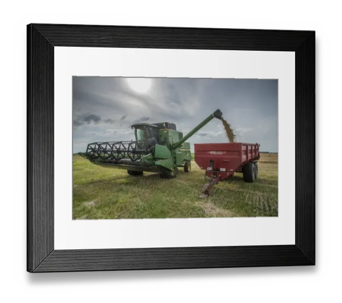 Framed Print : Barley (Hordeum vulgare) crop, John Deere combine harvester unloading harvested grain into trailer, Pilling, Preston Framed Print : Barley (Hordeum vulgare) crop, John Deere combine harvester unloading harvested grain into trailer, Pilling, Preston