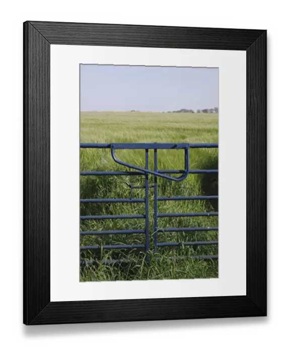Framed Print : Closed gates at edge of Barley (Hordeum vulgare) field, Thorner, West Yorkshire, England, May Framed Print : Closed gates at edge of Barley (Hordeum vulgare) field, Thorner, West Yorkshire, England, May