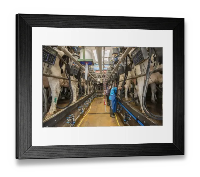 Framed Print : Dairy farming, Holstein cows being milked in herringbone milking parlour, Penrith, Cumbria, England, August