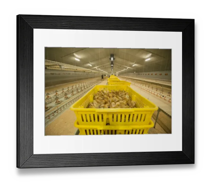 Framed Print : Chicken farming, layer chicks waiting to be put into rearing building, Preston, Lancashire, England, August Framed Print : Chicken farming, layer chicks waiting to be put into rearing building, Preston, Lancashire, England, August
