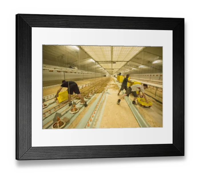 Framed Print : Chicken farming, workers putting layer chicks into rearing building, Preston, Lancashire, England, August Framed Print : Chicken farming, workers putting layer chicks into rearing building, Preston, Lancashire, England, August