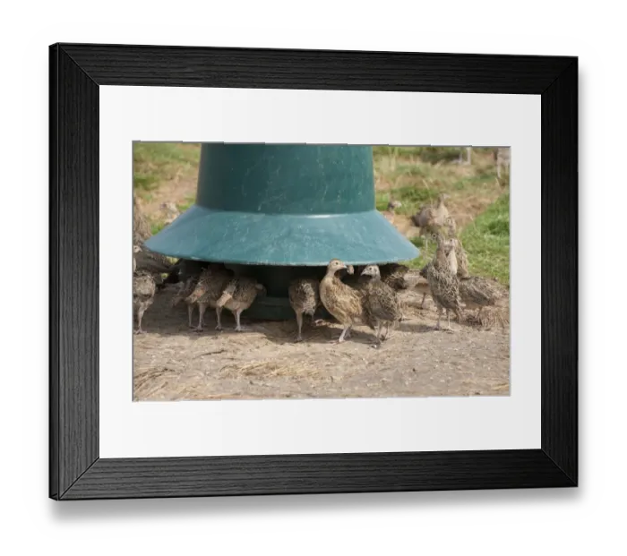 Framed Print : Gamebird farming, Common Pheasant (Phasianus colchicus) chicks, five-weeks old, feeding from plastic feeder, Baschurch Framed Print : Gamebird farming, Common Pheasant (Phasianus colchicus) chicks, five-weeks old, feeding from plastic feeder, Baschurch