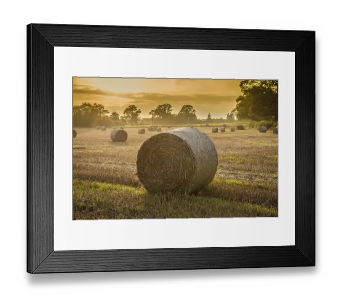 Framed Print : Round bales of wheat straw on stubble field in evening sunlight, near Leominster, Herefordshire, England, September Framed Print : Round bales of wheat straw on stubble field in evening sunlight, near Leominster, Herefordshire, England, September