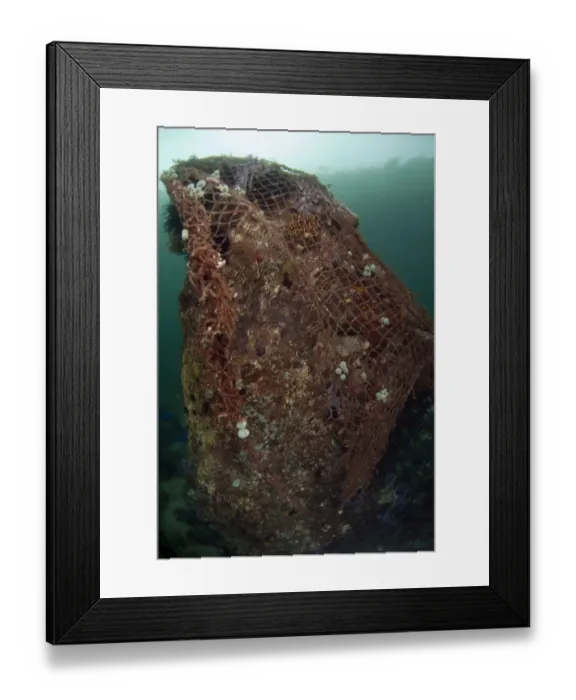Framed Print : Discarded fishing net caught over rock with coral, Kalabahi Bay, Alor Island, Alor Archipelago, Lesser Sunda Islands Framed Print : Discarded fishing net caught over rock with coral, Kalabahi Bay, Alor Island, Alor Archipelago, Lesser Sunda Islands