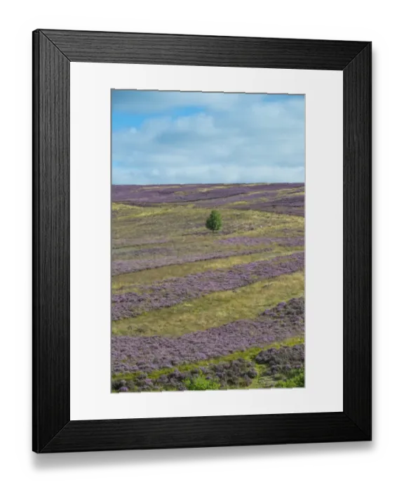 Framed Print : Grouse moor management, strips of flowering Common Heather (Calluna vulgaris) Framed Print : Grouse moor management, strips of flowering Common Heather (Calluna vulgaris)