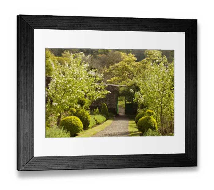 Framed Print : Walled garden with blossom on fruit trees and door through wall into garden leading up central path, Hartland Abbey Framed Print : Walled garden with blossom on fruit trees and door through wall into garden leading up central path, Hartland Abbey
