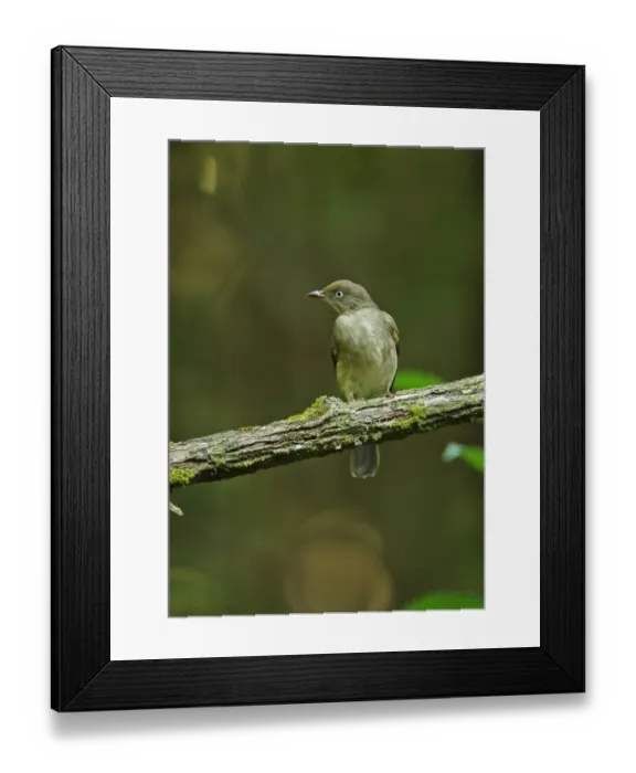 Framed Print : Cream-vented Bulbul (Pycnonotus simplex simplex) adult, perched on branch, Way Kambas N. P Framed Print : Cream-vented Bulbul (Pycnonotus simplex simplex) adult, perched on branch, Way Kambas N. P
