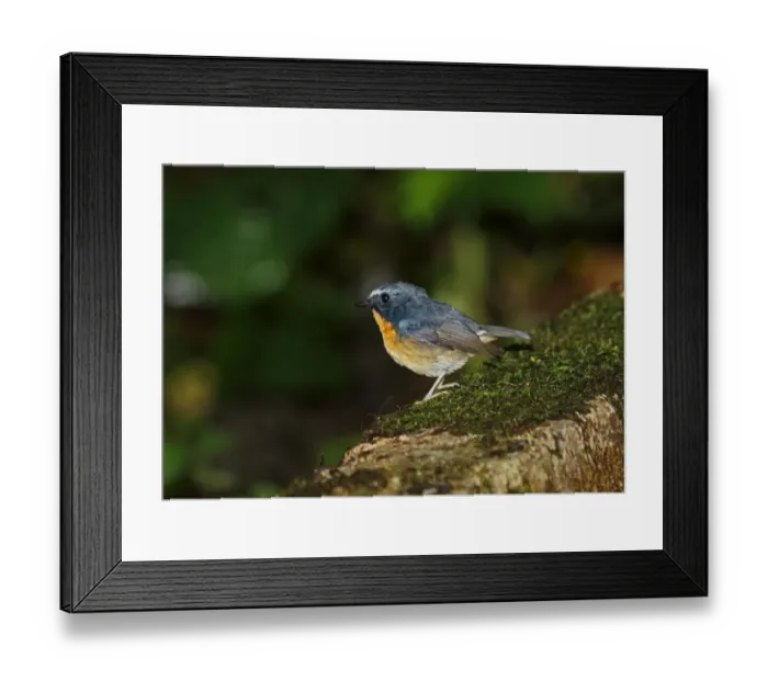 Framed Print : Snowy-browed Flycatcher (Ficedula hyperythra sumatrana) adult male, standing on mossy wall, Kerinci Seblat N. P Framed Print : Snowy-browed Flycatcher (Ficedula hyperythra sumatrana) adult male, standing on mossy wall, Kerinci Seblat N. P