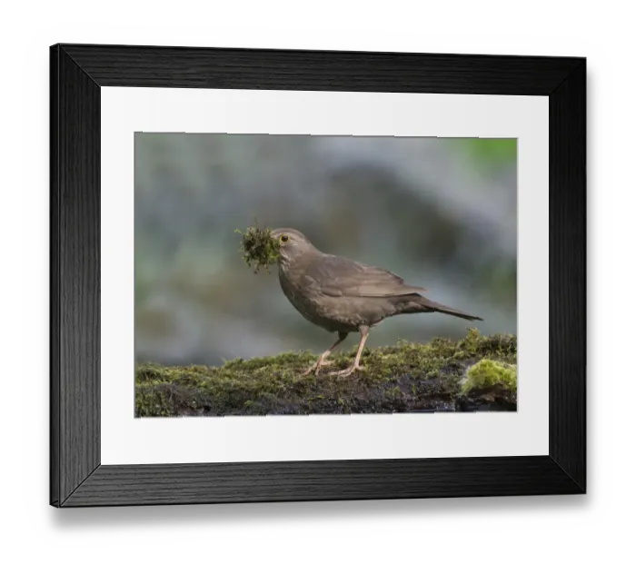 Framed Print : European Blackbird (Turdus merula) adult female, collecting moss nesting material at edge of pool in woodland Framed Print : European Blackbird (Turdus merula) adult female, collecting moss nesting material at edge of pool in woodland