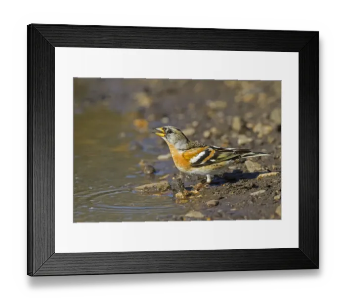 Framed Print : Brambling (Fringilla montifringilla) adult male, late winter plumage, drinking from puddle, Norfolk, England, April Framed Print : Brambling (Fringilla montifringilla) adult male, late winter plumage, drinking from puddle, Norfolk, England, April