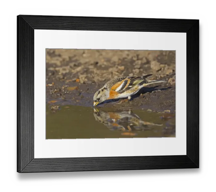 Framed Print : Brambling (Fringilla montifringilla) adult male, late winter plumage, drinking from puddle, Norfolk, England, April Framed Print : Brambling (Fringilla montifringilla) adult male, late winter plumage, drinking from puddle, Norfolk, England, April