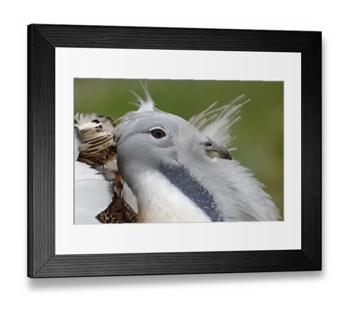 Framed Print : Great Bustard (Otis tarda) adult male, close-up of head, displaying, released in reintroduction project, Wiltshire Framed Print : Great Bustard (Otis tarda) adult male, close-up of head, displaying, released in reintroduction project, Wiltshire