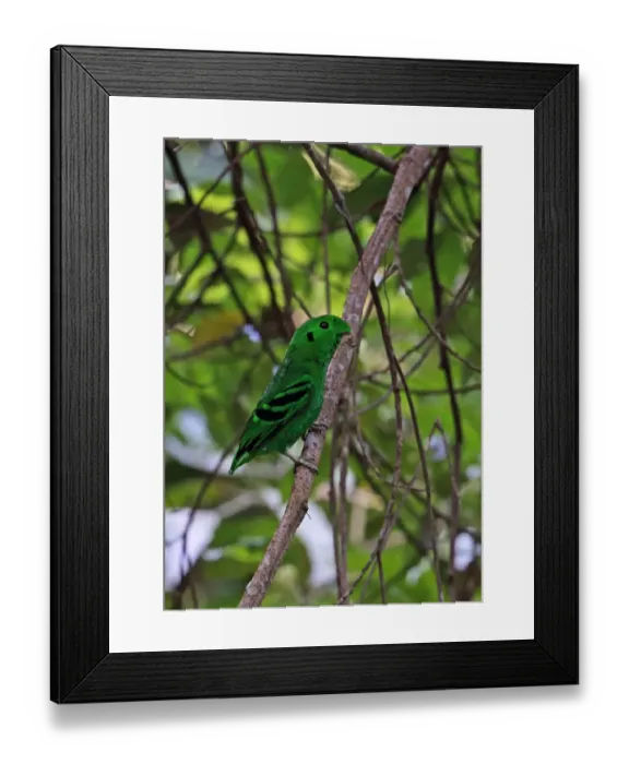 Framed Print : Green Broadbill (Calyptomena viridis viridis) adult male, perched on twig, Way Kambas N. P Framed Print : Green Broadbill (Calyptomena viridis viridis) adult male, perched on twig, Way Kambas N. P