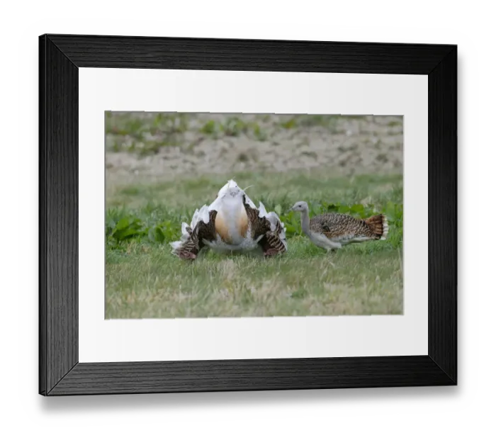 Framed Print : Great Bustard (Otis tarda) adult male, with wing tags, displaying to adult female, released in reintroduction project Framed Print : Great Bustard (Otis tarda) adult male, with wing tags, displaying to adult female, released in reintroduction project