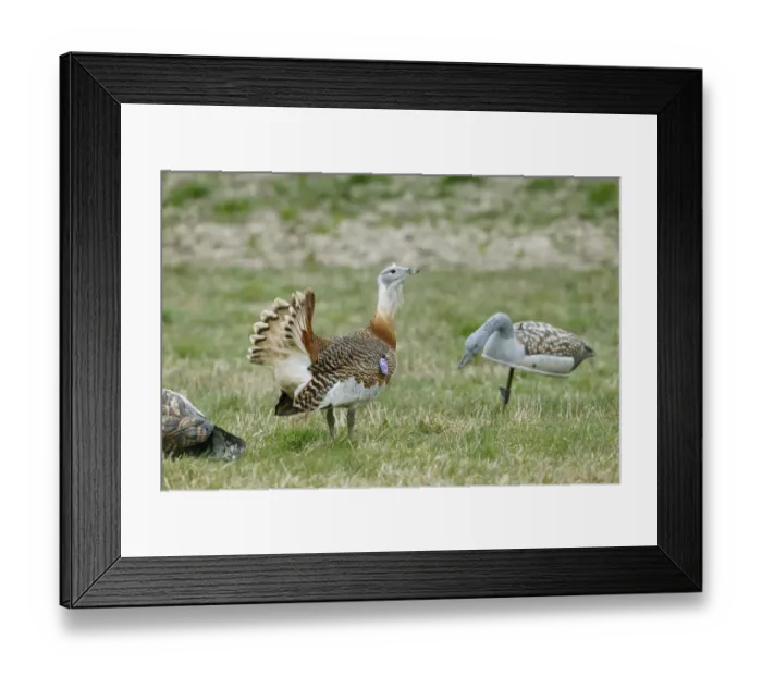 Framed Print : Great Bustard (Otis tarda) adult male, with wing tag, displaying beside decoys used to attract previous releases back Framed Print : Great Bustard (Otis tarda) adult male, with wing tag, displaying beside decoys used to attract previous releases back