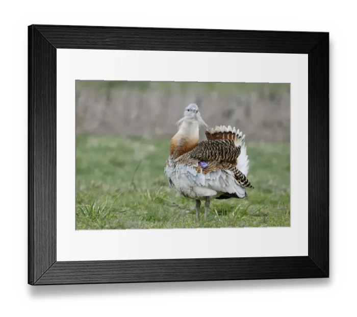 Framed Print : Great Bustard (Otis tarda) adult male, with wing tag, displaying on grass, released in reintroduction project Framed Print : Great Bustard (Otis tarda) adult male, with wing tag, displaying on grass, released in reintroduction project
