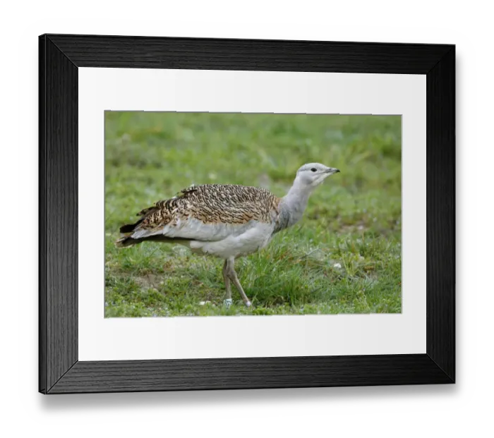 Framed Print : Great Bustard (Otis tarda) adult female, with leg rings, standing on grass, released in reintroduction project Framed Print : Great Bustard (Otis tarda) adult female, with leg rings, standing on grass, released in reintroduction project