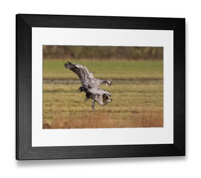 Framed Print : Common Crane (Grus grus) adult pair, mating, with coloured leg bands, Slimbridge, Gloucestershire, England, January Framed Print : Common Crane (Grus grus) adult pair, mating, with coloured leg bands, Slimbridge, Gloucestershire, England, January
