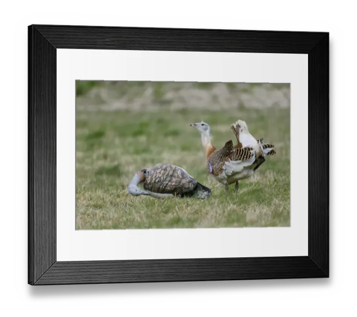 Framed Print : Great Bustard (Otis tarda) adult male, with wing tag, displaying beside decoy used to attract previous releases back to Framed Print : Great Bustard (Otis tarda) adult male, with wing tag, displaying beside decoy used to attract previous releases back to