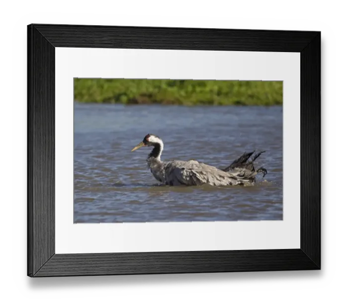 Framed Print : Common Crane (Grus grus) adult, bathing in water, Slimbridge, Gloucestershire, England, October Framed Print : Common Crane (Grus grus) adult, bathing in water, Slimbridge, Gloucestershire, England, October