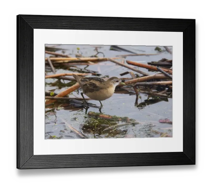 Framed Print : Little Crake (Porzana parva) adult female, walking in reedbed shallows, Hortobagy N. P. Hungary, April Framed Print : Little Crake (Porzana parva) adult female, walking in reedbed shallows, Hortobagy N. P. Hungary, April