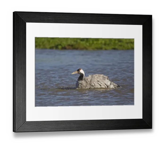 Framed Print : Common Crane (Grus grus) adult, bathing in water, Slimbridge, Gloucestershire, England, October Framed Print : Common Crane (Grus grus) adult, bathing in water, Slimbridge, Gloucestershire, England, October