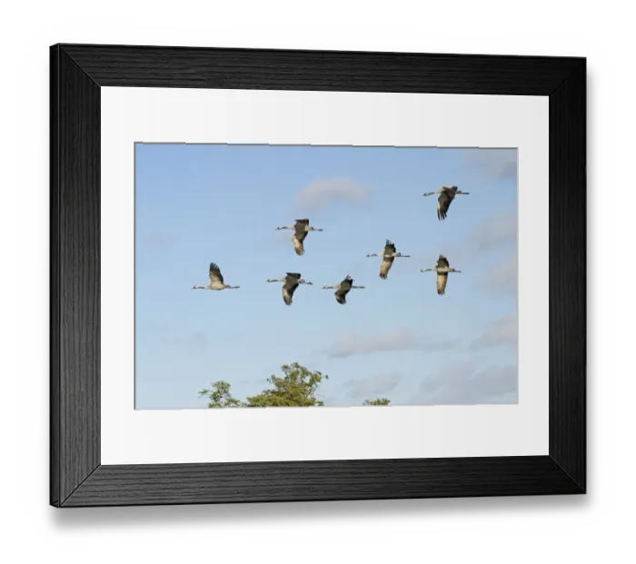 Framed Print : Common Crane (Grus grus) seven adults, in flight, Slimbridge, Gloucestershire, England, October Framed Print : Common Crane (Grus grus) seven adults, in flight, Slimbridge, Gloucestershire, England, October