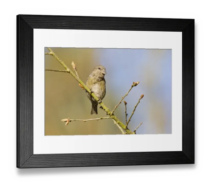 Framed Print : Red Crossbill (Loxia curvirostra) adult female, perched on twig, Norfolk, England, April Framed Print : Red Crossbill (Loxia curvirostra) adult female, perched on twig, Norfolk, England, April