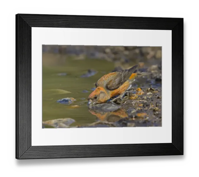 Framed Print : Red Crossbill (Loxia curvirostra) adult male, drinking from puddle, Norfolk, England, April Framed Print : Red Crossbill (Loxia curvirostra) adult male, drinking from puddle, Norfolk, England, April