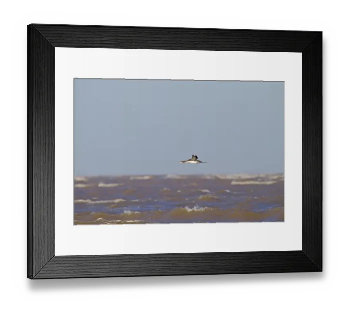 Framed Print : Black-throated Diver (Gavia arctica) immature, in flight over sea, Blakeney Point, Norfolk, England, February Framed Print : Black-throated Diver (Gavia arctica) immature, in flight over sea, Blakeney Point, Norfolk, England, February