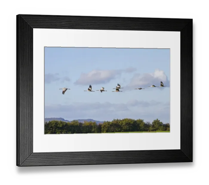 Framed Print : Common Crane (Grus grus) eight adults, in flight, Slimbridge, Gloucestershire, England, October