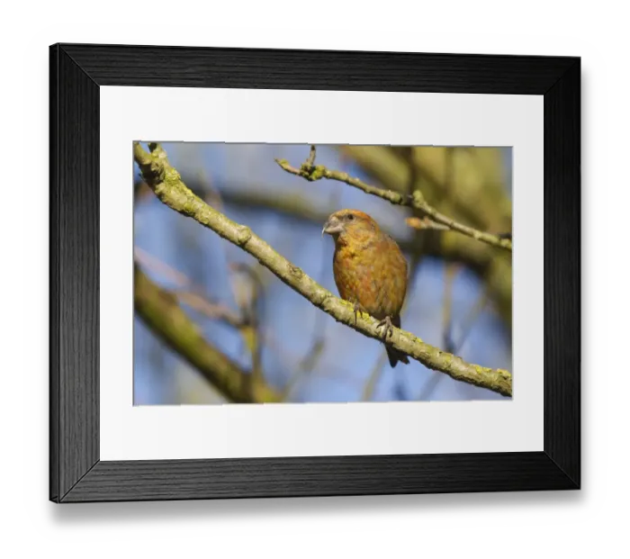 Framed Print : Red Crossbill (Loxia curvirostra) adult male, perched on twig, Norfolk, England, April Framed Print : Red Crossbill (Loxia curvirostra) adult male, perched on twig, Norfolk, England, April