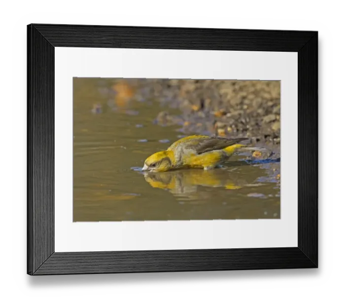 Framed Print : Red Crossbill (Loxia curvirostra) adult female, drinking from puddle, Norfolk, England, April Framed Print : Red Crossbill (Loxia curvirostra) adult female, drinking from puddle, Norfolk, England, April