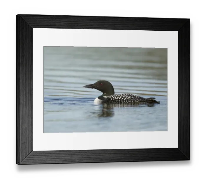 Framed Print : Great Northern Diver (Gavia immer) adult, breeding plumage, swimming, Iceland, June Framed Print : Great Northern Diver (Gavia immer) adult, breeding plumage, swimming, Iceland, June