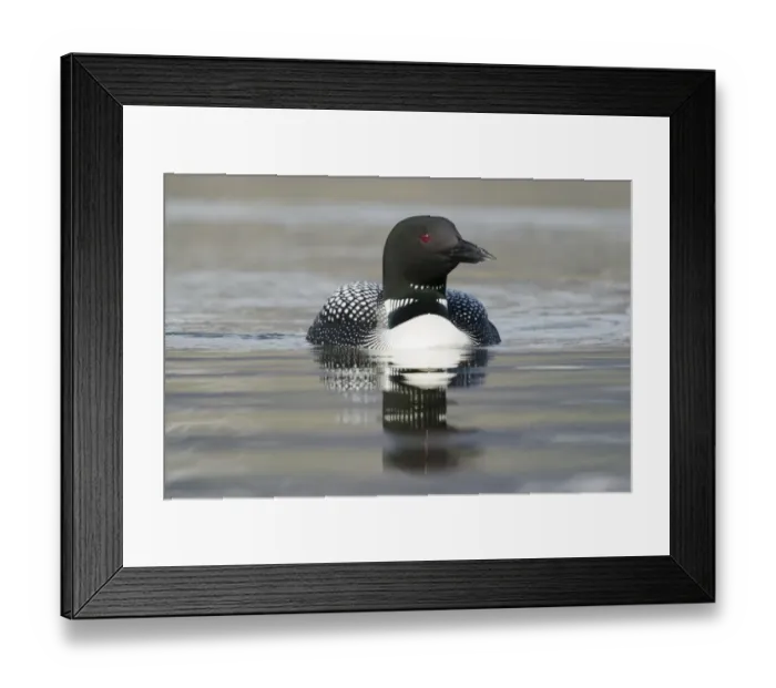Framed Print : Great Northern Diver (Gavia immer) adult, breeding plumage, swimming, Iceland, June Framed Print : Great Northern Diver (Gavia immer) adult, breeding plumage, swimming, Iceland, June