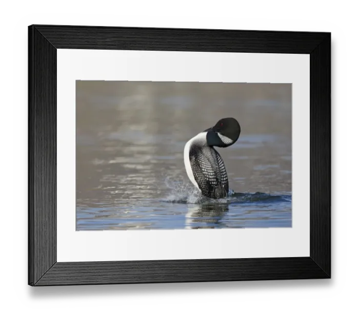 Framed Print : Great Northern Diver (Gavia immer) adult, breeding plumage, displaying on water, Iceland, June