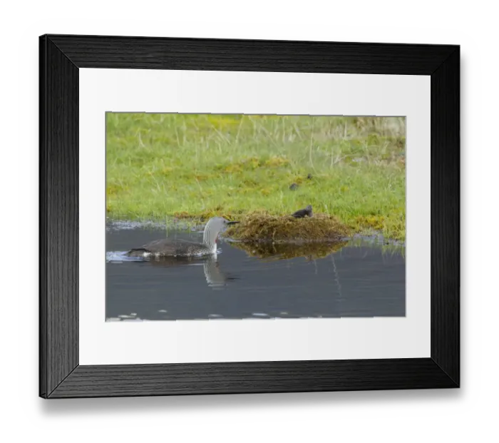 Framed Print : Red-throated Diver (Gavia stellata) adult, breeding plumage, swimming towards chick in nest at edge of water, Iceland