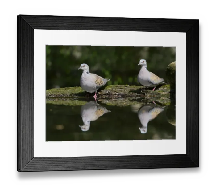 Framed Print : Eurasian Turtle-dove (Streptopelia turtur) adult pair, drinking at pool in woodland, Hortobagy N. P. Hungary, April Framed Print : Eurasian Turtle-dove (Streptopelia turtur) adult pair, drinking at pool in woodland, Hortobagy N. P. Hungary, April
