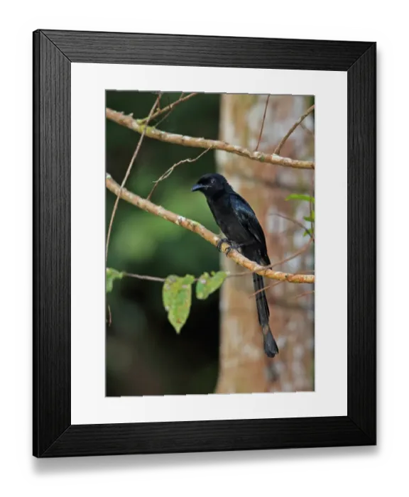 Framed Print : Greater Racket-tailed Drongo (Dicrurus paradiseus platurus) adult, perched on twig, Way Kambas N. P Framed Print : Greater Racket-tailed Drongo (Dicrurus paradiseus platurus) adult, perched on twig, Way Kambas N. P