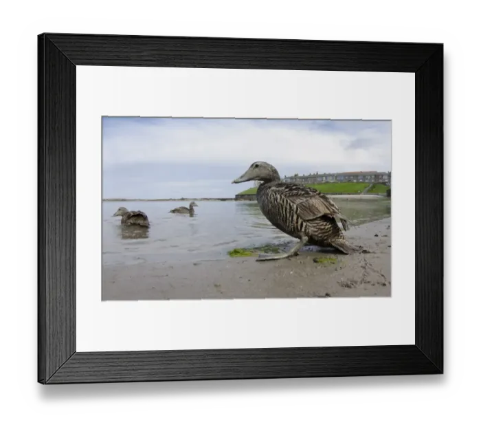 Framed Print : Common Eider (Somateria mollissima) three adult females, at beach in harbour of seaside village, Seahouses Framed Print : Common Eider (Somateria mollissima) three adult females, at beach in harbour of seaside village, Seahouses