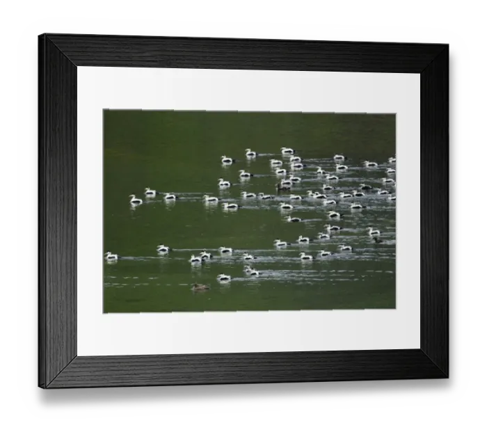 Framed Print : Common Eider (Somateria mollissima) adult males, breeding plumage, post breeding flock swimming in fjord, West Fjords Framed Print : Common Eider (Somateria mollissima) adult males, breeding plumage, post breeding flock swimming in fjord, West Fjords
