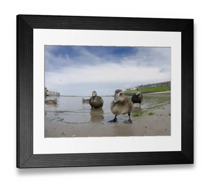 Framed Print : Common Eider (Somateria mollissima) duckling and four adult females, at beach in harbour of seaside village, Seahouses Framed Print : Common Eider (Somateria mollissima) duckling and four adult females, at beach in harbour of seaside village, Seahouses