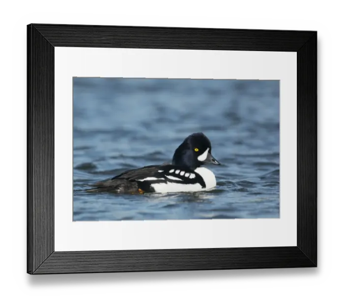 Framed Print : Barrows Goldeneye (Bucephala islandica) adult male, breeding plumage, swimming, Iceland, June Framed Print : Barrows Goldeneye (Bucephala islandica) adult male, breeding plumage, swimming, Iceland, June